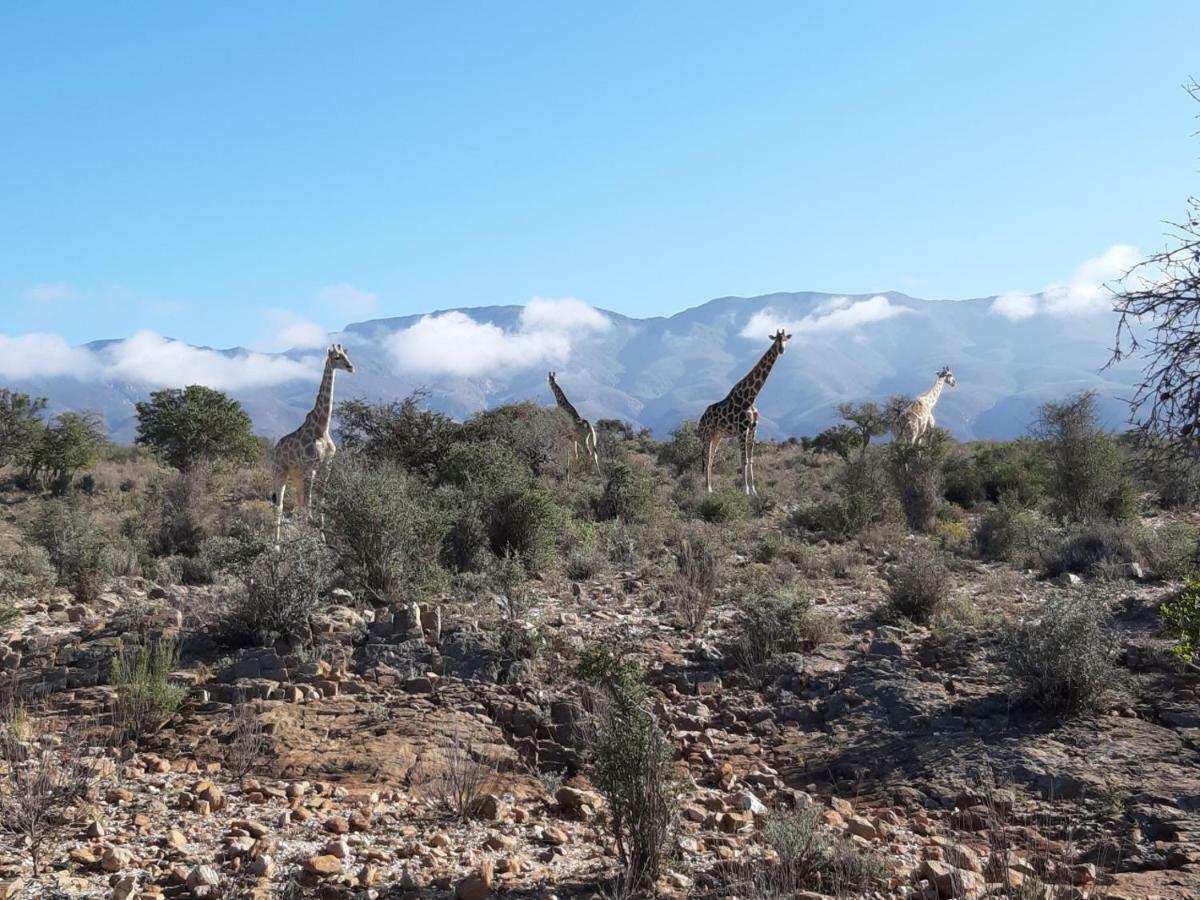 Wolverfontein Karoo Cottages لاديسميث المظهر الخارجي الصورة